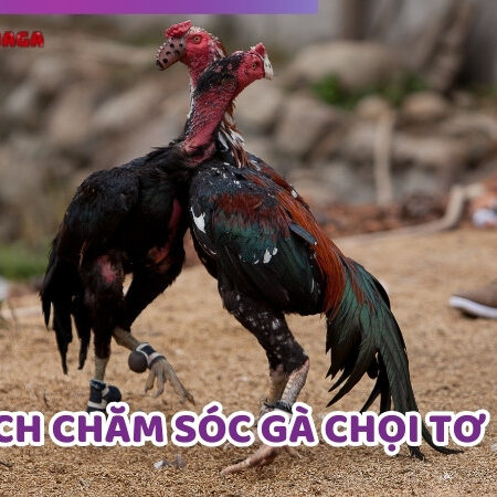 Cách Chăm Sóc Gà Chọi Tơ Để Mạnh Mẽ Và Sẵn Sàng Chiến Đấu