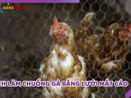Cách Làm Chuồng Gà Bằng Lưới Mắt Cáo Chi Tiết