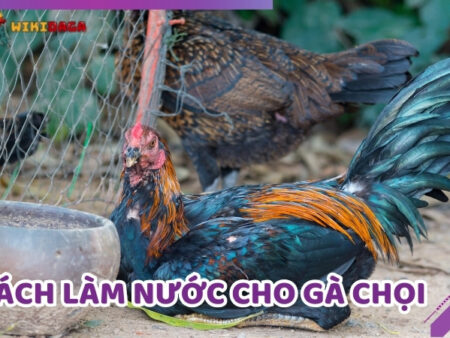 Cách Làm Nước Cho Gà Chọi – Bí Quyết Chăm Sóc Chiến Kê Cực Tốt