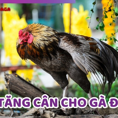 Cách Tăng Cân Cho Gà Đá Hiệu Quả Và Nhanh Chóng Nhất