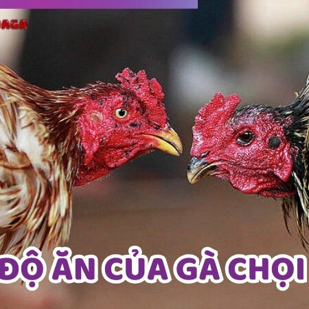 Chế Độ Ăn Của Gà Chọi: Bí Quyết Tăng Sức Mạnh Và Cân Nặng