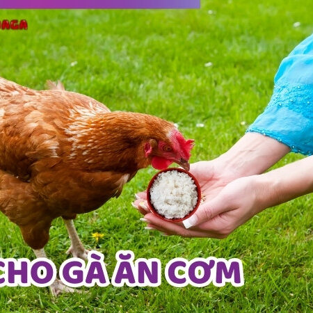 Cho Gà Ăn Cơm Đúng Cách: Phương Pháp Tăng Cường Sức Khỏe