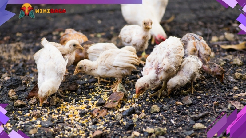 Hiệu quả khi cho gà ăn tỏi