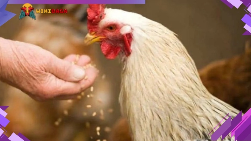 Một số điều cần lưu ý khi cho gà ăn tỏi