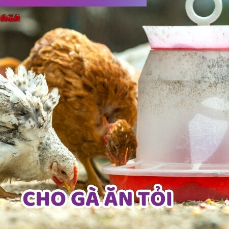 Cho Gà Ăn Tỏi Liệu Có Thực Sự Tốt Cho Sức Khỏe Của Chiến Kê?