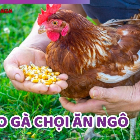 Cho Gà Chọi Ăn Ngô: Phương Pháp Vô Cùng Hiệu Quả Và Lợi Ích