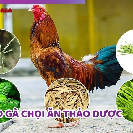 Cho Gà Chọi Ăn Thảo Dược: Cải Thiện Sức Chiến Đấu