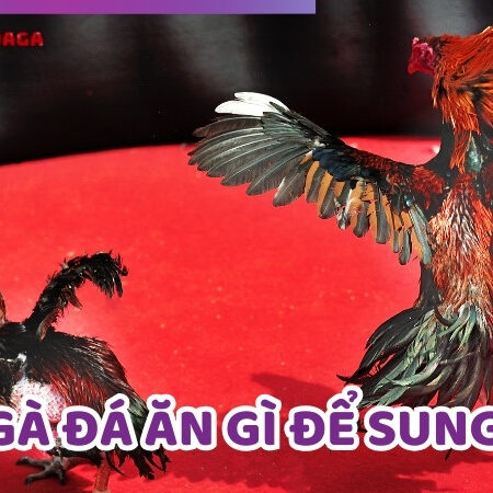 Cho Gà Đá Ăn Gì Để Sung Sức? Hướng Dẫn Chi Tiết Chế Độ Ăn