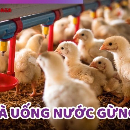 Tại Sao Nên Cho Gà Uống Nước Gừng? Những Lợi Ích Bất Ngờ