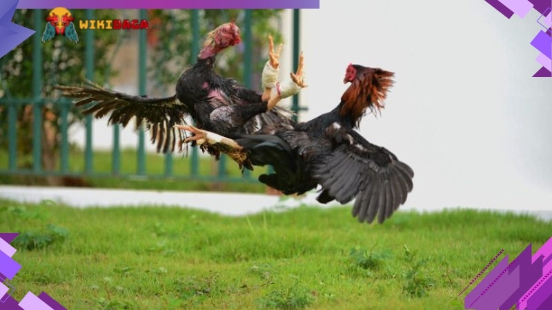 Cựu siêu thông giúp tăng cường sức mạnh tấn công