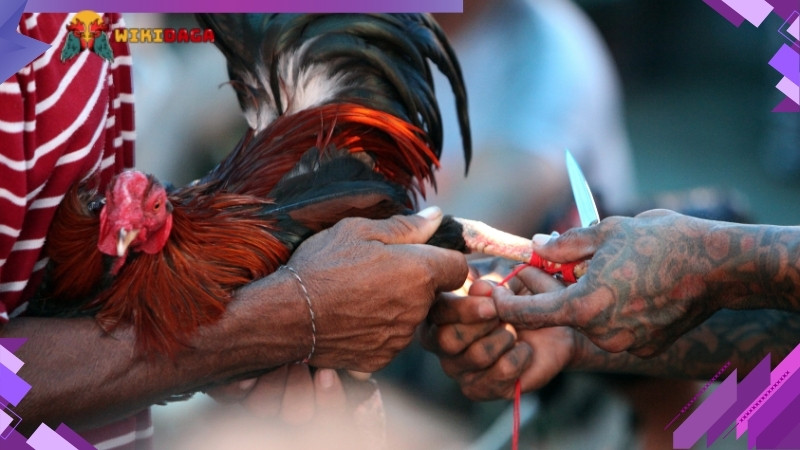 Cựa có lớp đệm mềm