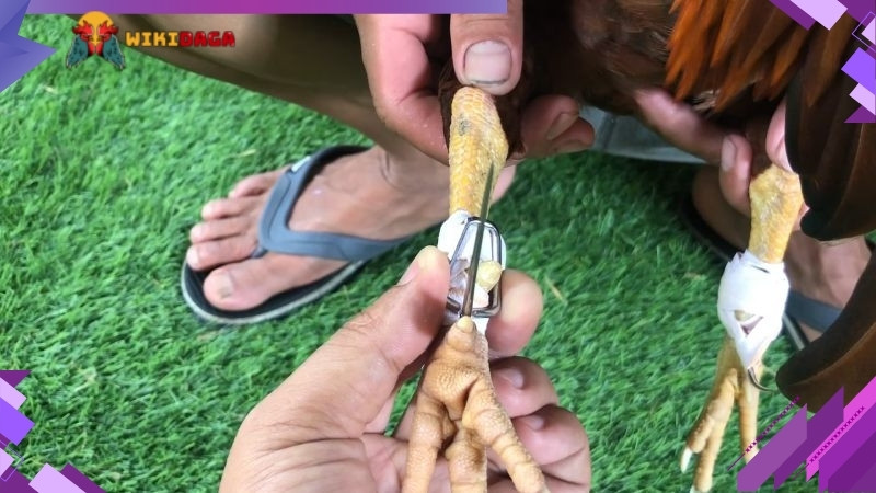 Cần chú ý bảo dưỡng cựa định kỳ