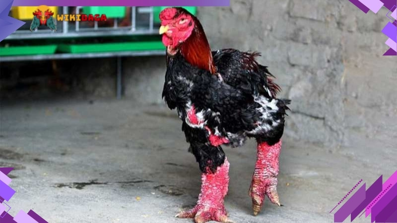 Bổ sung nguồn Protein chất lượng cao cho gà