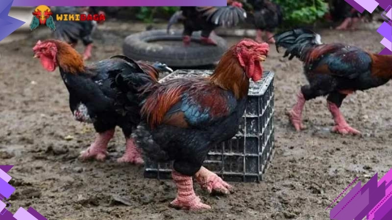 Kỹ thuật nuôi gà Đông Tảo - Nước uống cần sạch sẽ