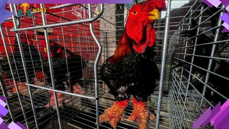 Vệ sinh chuồng trại thường xuyên