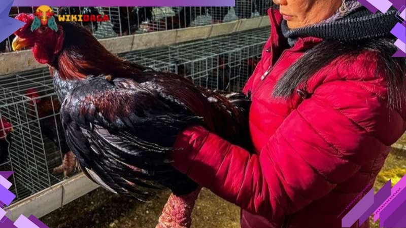 Tiêm phòng cúm, Newcastle, Marek