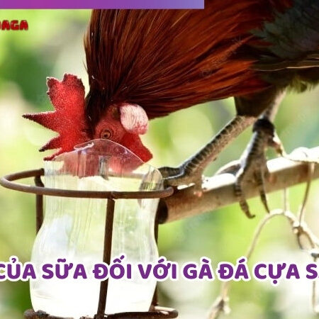 Lợi Ích Của Sữa Đối Với Gà Đá Cựa Sắt: Cải Thiện Ngay Sức Khỏe