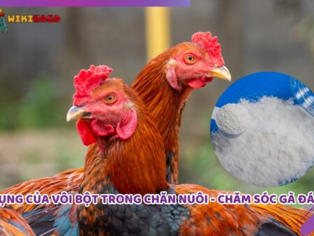 Tác Dụng Của Vôi Bột Trong Chăn Nuôi – Chăm Sóc Gà Đá