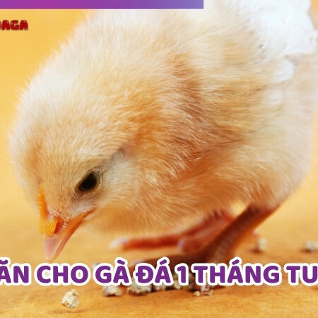 Thức Ăn Cho Gà Đá 1 Tháng Tuổi Để Phát Triển Nhanh Chóng