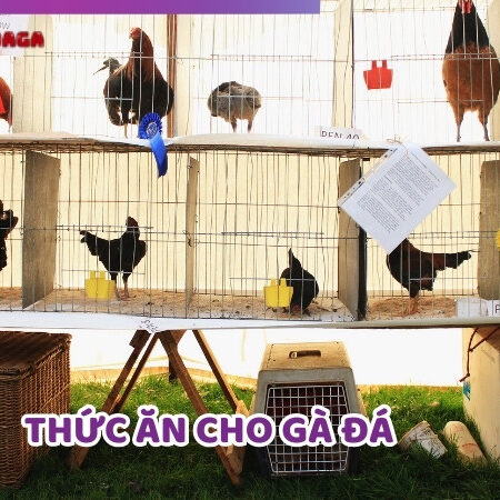 Thức Ăn Cho Gà Đá – Chế Độ Ăn Chuẩn Dinh Dưỡng Tốt Nhất
