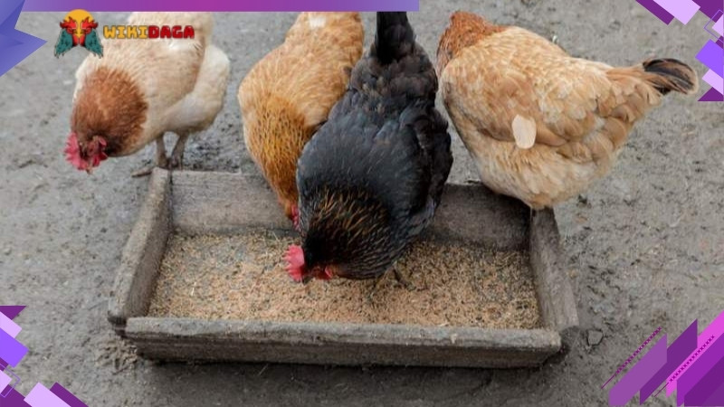 Cho ăn các loại hạt, ngũ cốc