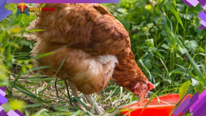 Cần cho gà ăn đúng giờ