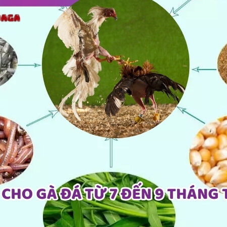 Cách Chọn Thức Ăn Cho Gà Đá Từ 7 Đến 9 Tháng Tuổi Thật Hiệu Quả