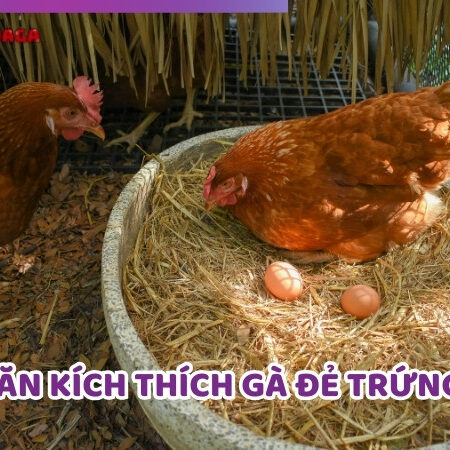 Thức Ăn Kích Thích Gà Đẻ Trứng: Hướng Dẫn Chọn Lựa Hiệu Quả