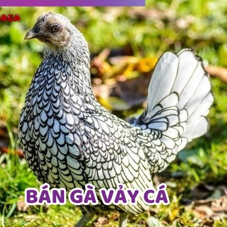 Bán Gà Vảy Cá Thuần Chủng Uy Tín, Giá Rẻ Nhất Năm