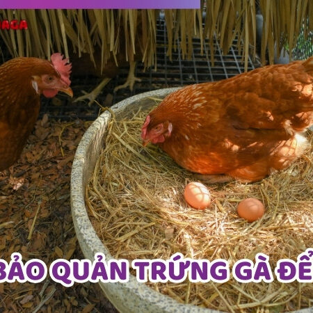 Hướng Dẫn Cách Bảo Quản Trứng Gà Để Ấp Tỷ Lệ Nở Cao