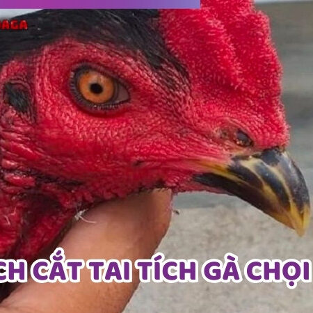 Cách Cắt Tai Tích Gà Chọi An Toàn Và Đúng Kỹ Thuật