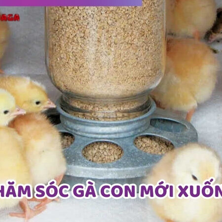 Cách Chăm Sóc Gà Con Mới Xuống Ổ Đảm Bảo Tỷ Lệ Sống 100%