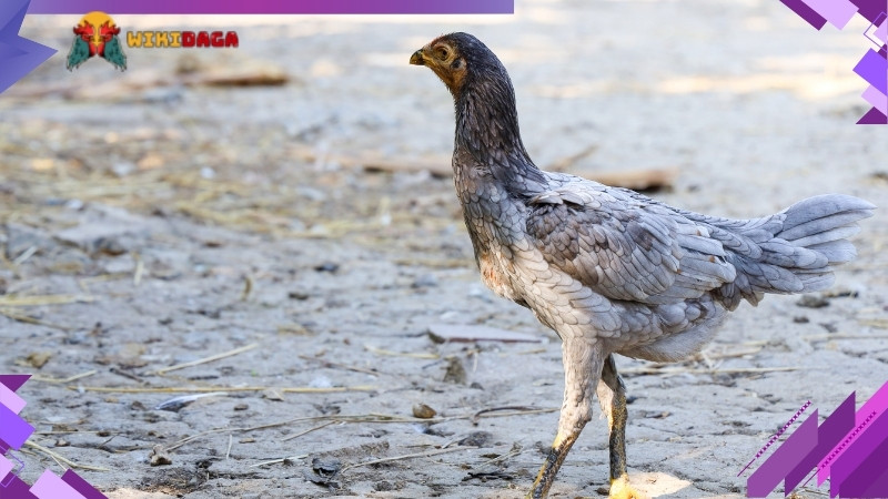 Lý do tại sao chủ kê cần biết cách chọn gà mái chọi dòng