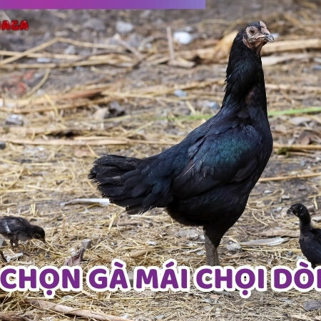 Chi Tiết Cách Chọn Gà Mái Chọi Dòng Đạt Hiệu Quả Cao