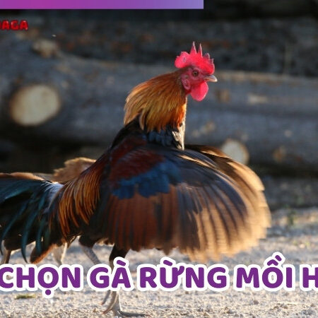 Sư Kê Bật Mí Cách Chọn Gà Rừng Mồi Hay Chuẩn Xác Nhất
