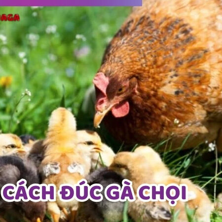 Cách Đúc Gà Chọi Khỏe Mạnh, Thiện Chiến Cho Sư Kê