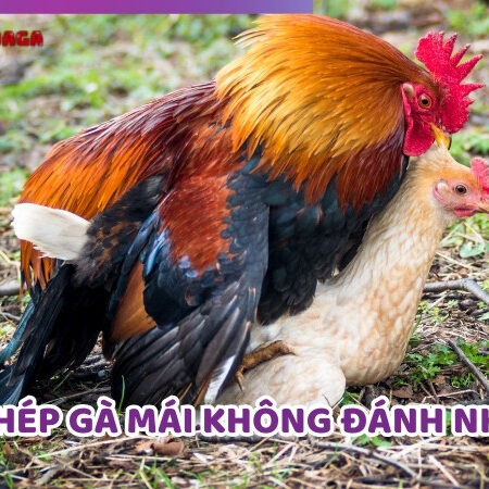 Cách Ghép Gà Mái Không Đánh Nhau Chuẩn Kỹ Thuật