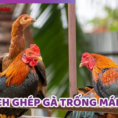 Hướng Dẫn Cách Ghép Gà Trống Mái Tạo Ra Đời Con Cực Phẩm