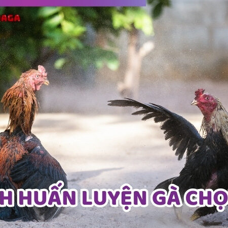 Chia Sẻ Cách Huấn Luyện Gà Chọi Giúp Đạt Hiệu Quả Cao