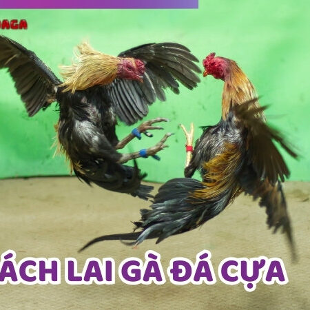 Bật Mí Cách Lai Gà Đá Cựa Các Sư Kê Hàng Đầu Chia Sẻ