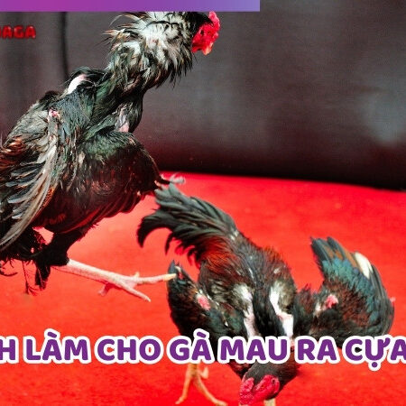 Cách Làm Cho Gà Mau Ra Cựa Siêu Nhanh, An Toàn Và Hiệu Quả
