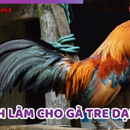 Top 6 Cách Làm Cho Gà Tre Dạn Sư Kê Nào Cũng Nên Biết