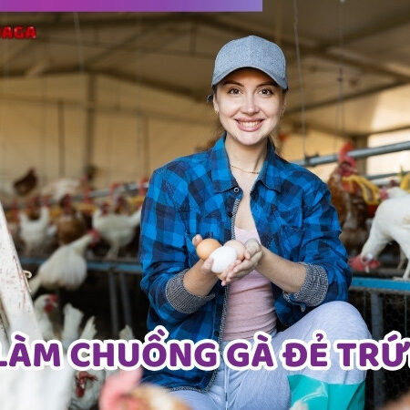 Hướng Dẫn Cách Làm Chuồng Gà Đẻ Trứng Khoa Học Nhất