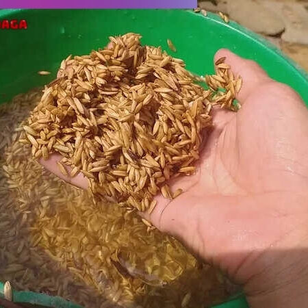 Chia Sẻ 2 Cách Ngâm Thóc Cho Gà Chọi Đúng Cách Từ Chuyên Gia