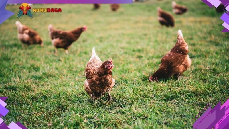 Tìm hiểu nguyên nhân gà bị suy để đưa ra phương án điều trị phù hợp