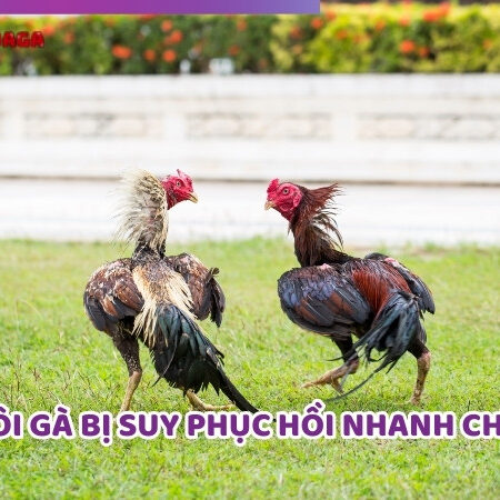 Cách Nuôi Gà Bị Suy Phục Hồi Nhanh Chóng, An Toàn Của Sư Kê