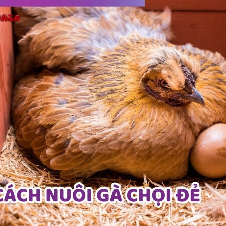 Hướng Dẫn Cách Nuôi Gà Chọi Đẻ Trứng Đạt Hiệu Quả Cao