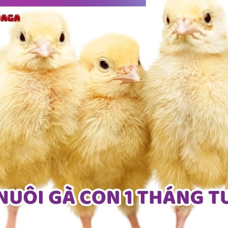 Cách Nuôi Gà Con 1 Tháng Tuổi – Cẩm Nang Chăm Sóc Từ A Đến Z