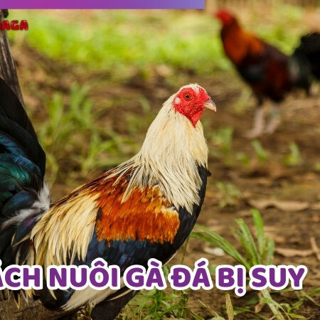 Cách Nuôi Gà Đá Bị Suy Để Gà Phục Hồi Nhanh Nhất