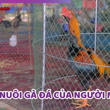 Bật Mí Cách Nuôi Gà Đá Của Người Mỹ Khoa Học Và Hiệu Quả